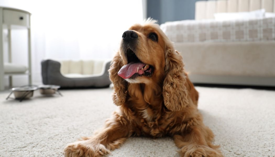 pet-1779195200.jpg
